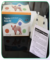 Piggyplex (D) Assay Kit